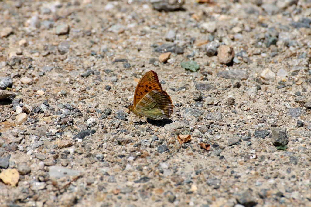 Argynnis paphia